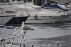 Survey at south coast marina